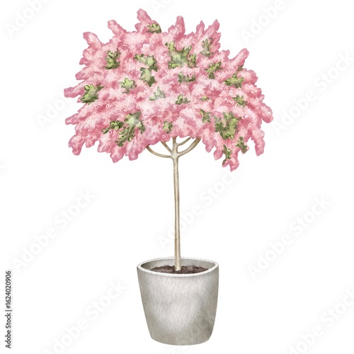 Watercolor illustration of pink flowering tree in a pot. Decorative cherry or sakura. For flower shops, printing on postcards, greeting cards, business cards, etc. High quality illustration