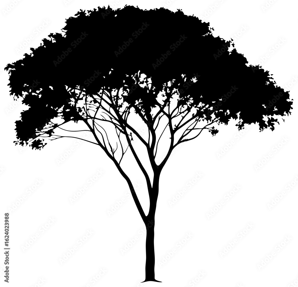 Obraz premium Albizia tree silhouette drawing