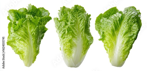 Three crisp romaine lettuce hearts, isolated on white background, healthy eating, salad ingredient