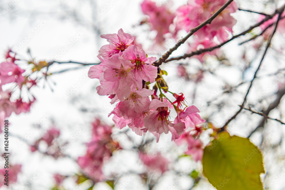 Blooming Japanese sakura with leaf, bottom view
Blooming Japanese sakura with leaf, bottom view