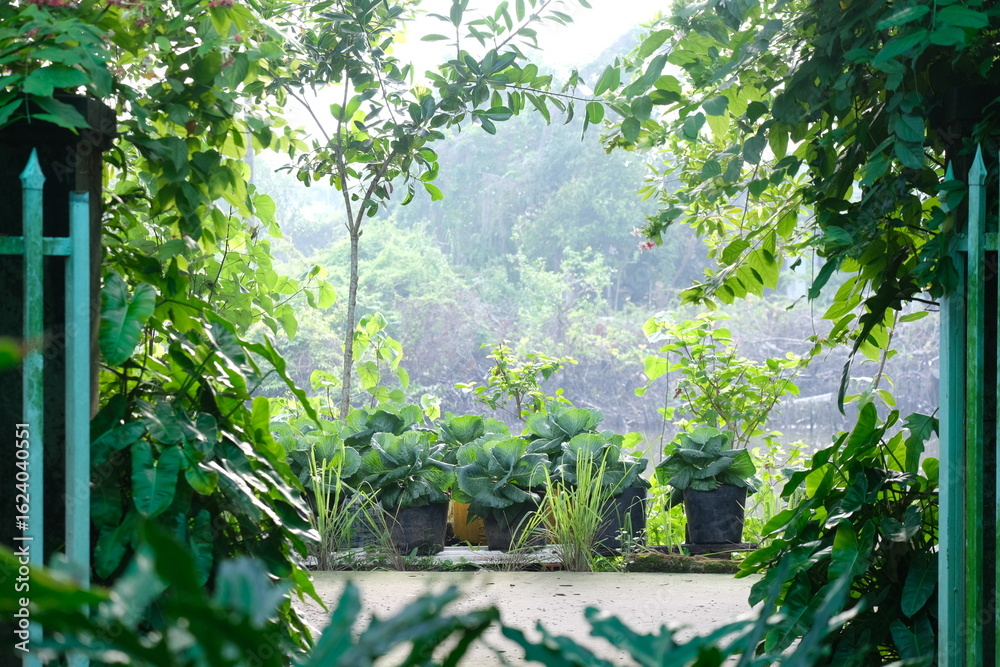 Obraz premium coffee and plants in the garden