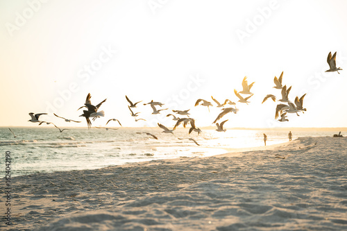Wallpaper Mural birds flying across the beach, Pensacola Beach, Florida Torontodigital.ca