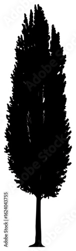 Poplar tree silhouette drawing