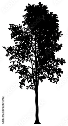 Poplar tree silhouette drawing