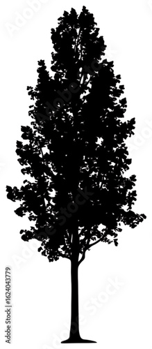 Poplar tree silhouette drawing