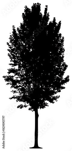 Silhouette of poplar tree element