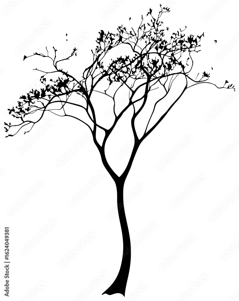 Obraz premium Moringa tree silhuoette drawing