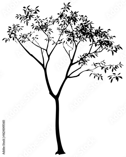 Moringa tree silhuoette drawing