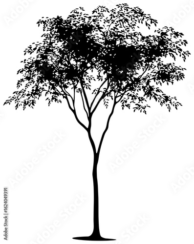 Moringa tree silhuoette drawing
