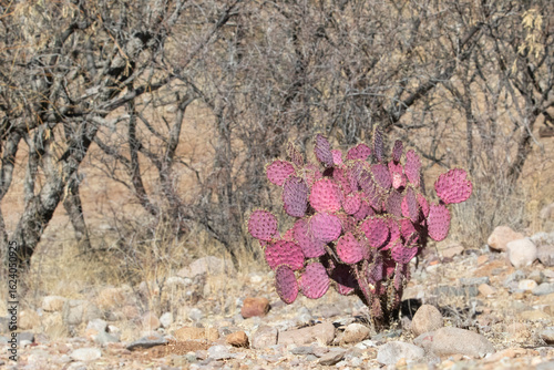 Santa Rita Prickly Pear Cactus