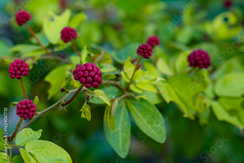 Close-up of deep red berries growing on a leafy green branch, surrounded by fresh foliage and captured in natural daylight with a softly blurred background.