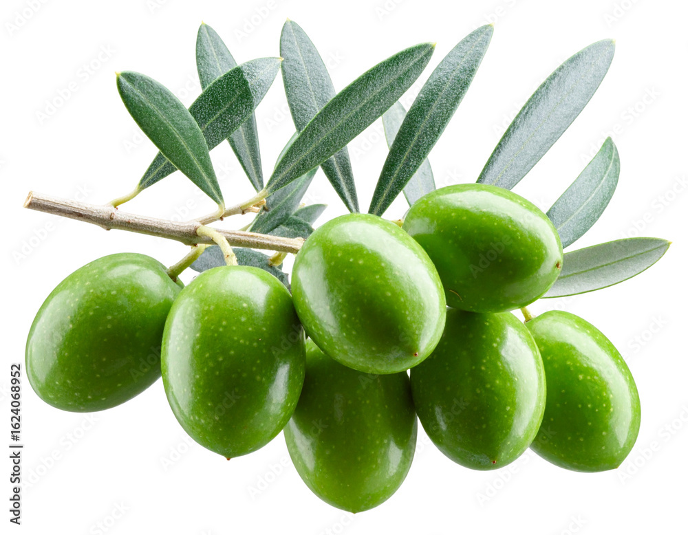 Obraz premium Olive Branch with Leaves and Attached Olives, Diagonal Composition, Side View, Isolated on Transparent Background