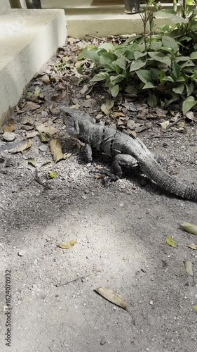 Wild Iguana on Sandy Ground in Tropical Habitat