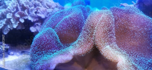 Bild auf Leinwand coral reef fish