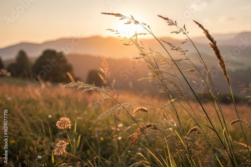 Golden Meadow at Sunset