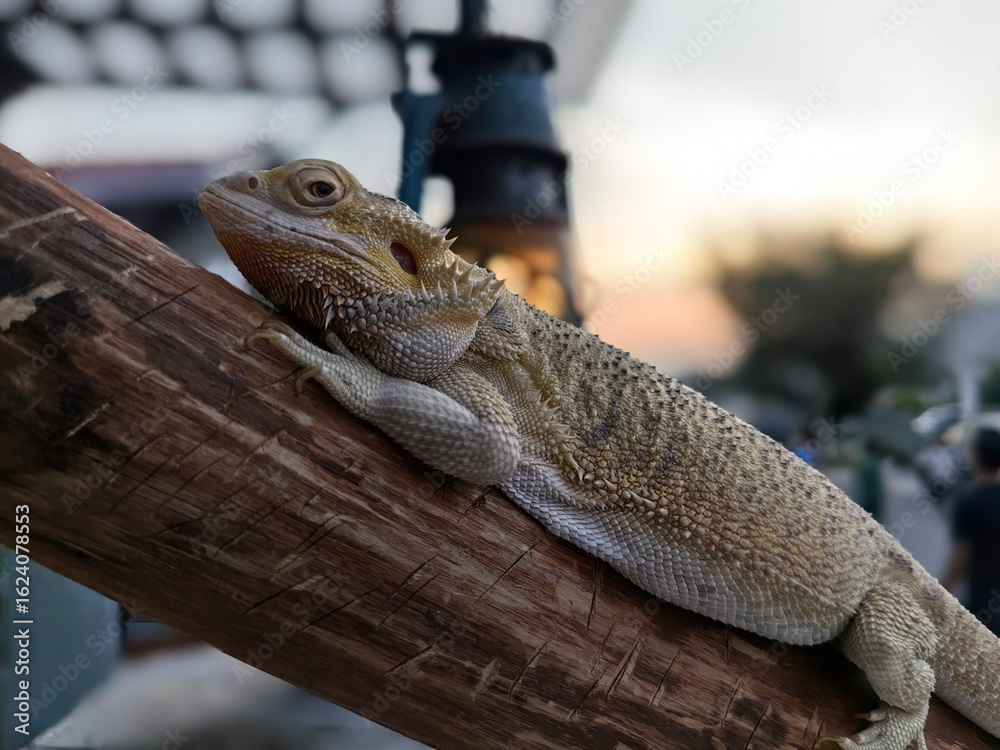 Obraz premium Reptile on a Log: Bearded Dragon with Old Lamp