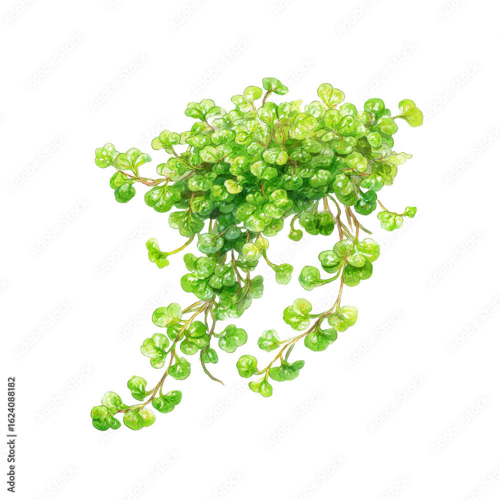 Lush Green Baby Tears Plant Illustration - Watercolor Style Lush Green Baby Tears Plant Illustration - Watercolor Style
