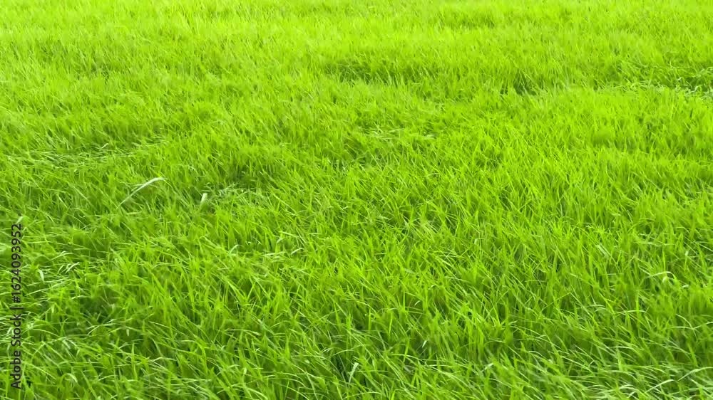 Smooth Wind Flow in Young Paddy Fields Smooth Wind Flow in Young Paddy Fields