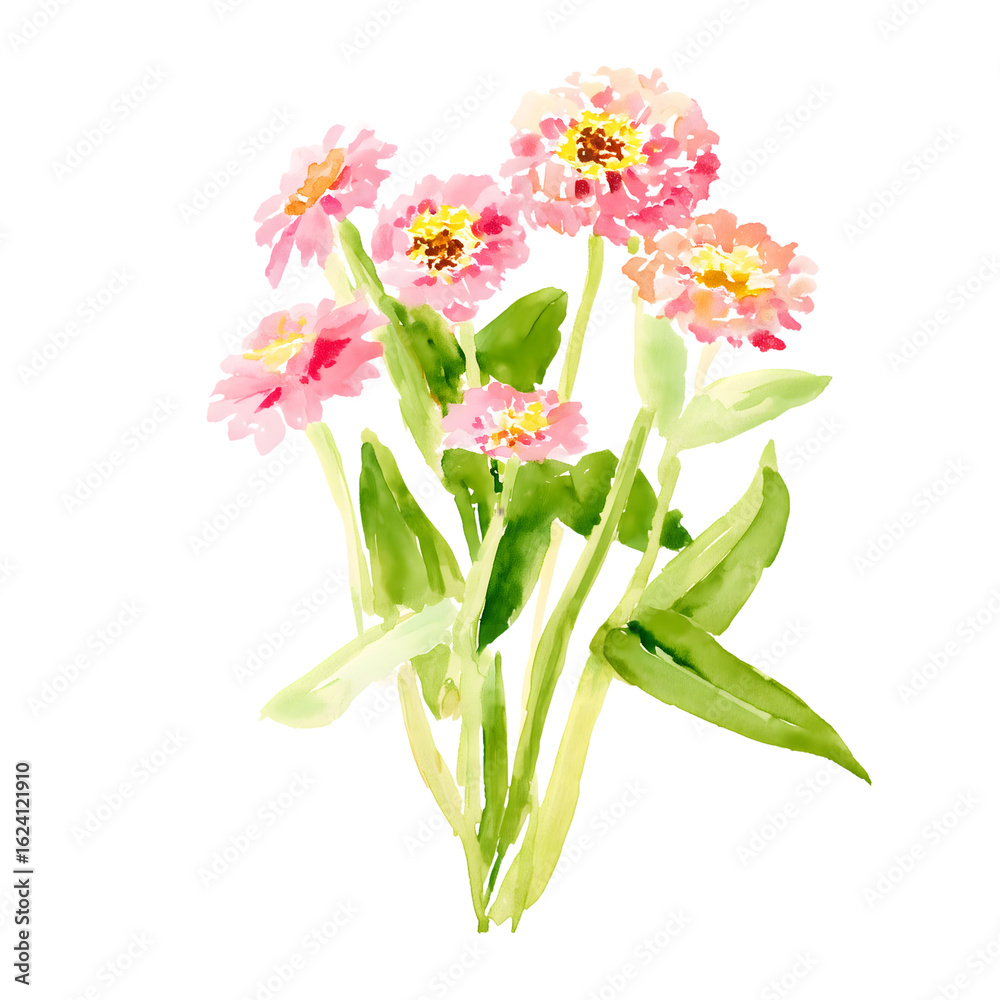 Obraz premium Watercolor Pink Zinnia Flowers Illustration