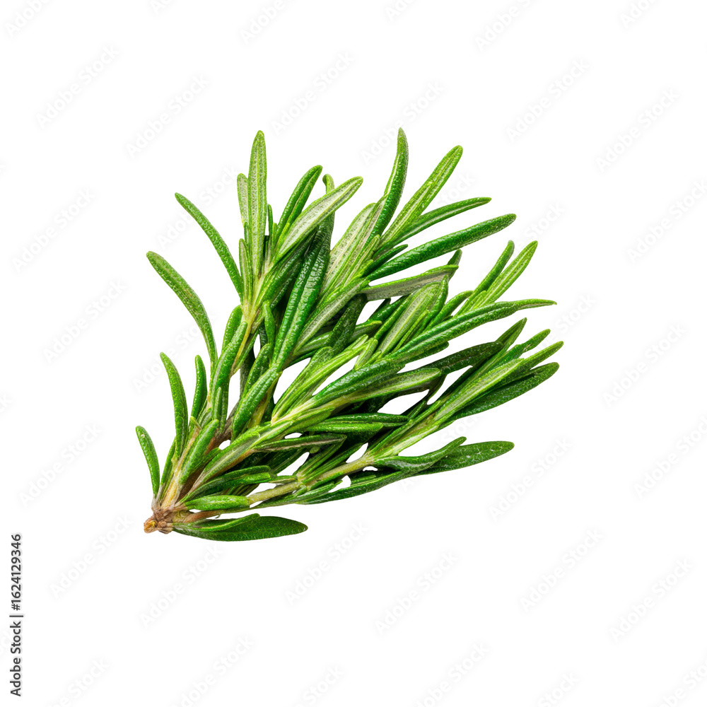 Fototapeta premium Fresh Sprig of Rosemary Herb Isolated on Black Background