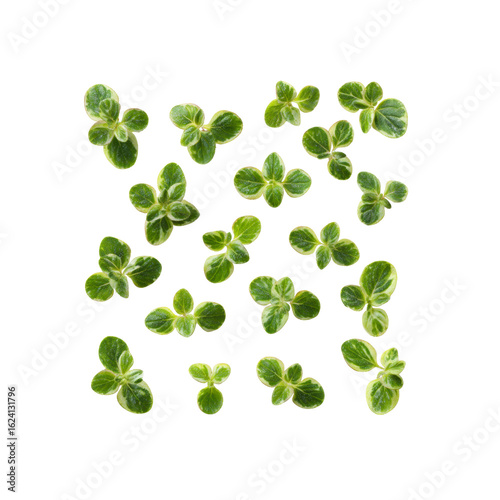 Variegated Oregano Sprigs Isolated on Black Background A Collection of Fresh Herbs
