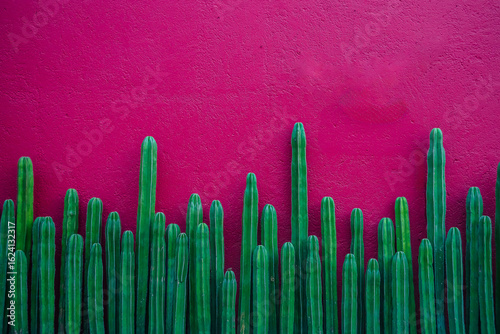 Cactus wallpaper and pink wall background