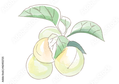 梅