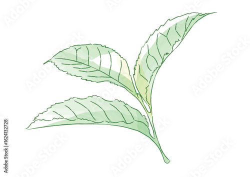 茶葉_tea leaves