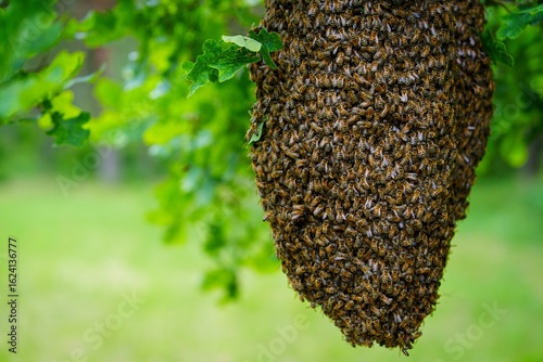 Tableau sur toile A stunning image of a honey bee swarm on a branch, showcasing nature s beauty and the crucial role of pollinators