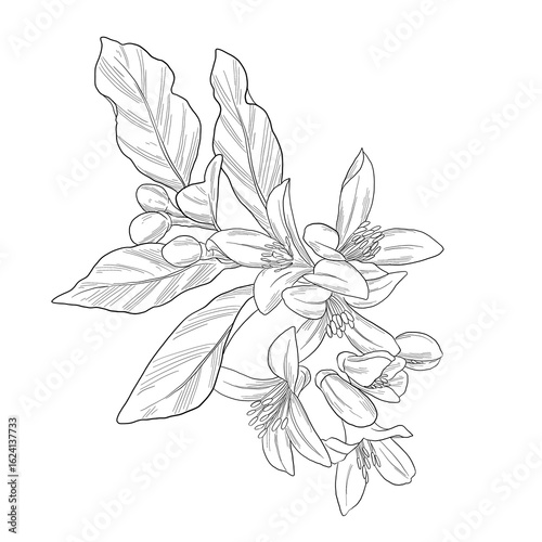 Lemon Blossom Leaf Sketch Fresh and trendy combination for perfume and aromatherapy
