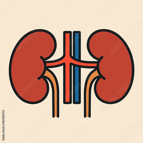 Illustration of detailed kidney anatomy illustration, showcasing the organs structure and function, a valuable medical resource for health education and scientific visualization, perfect