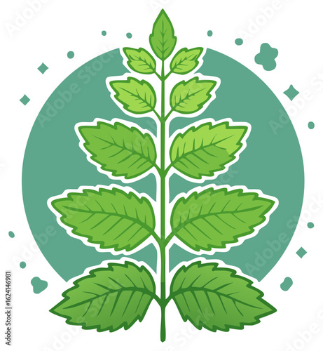 Fresh Spearmint Sprig Herb Plant: Minty Green Foliage, Simple Culinary Accent, Circle Backdrop