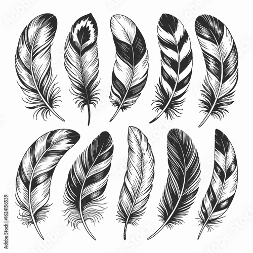 Collection of beautiful detailed hand drawn feathers in vintage style
