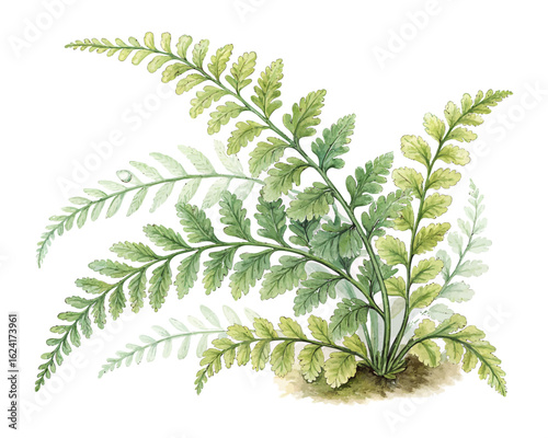 watercolor maidenhair fern vector illustration isolated on white background