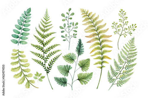 set of watercolor maidenhair fern vector illustration isolated on white background