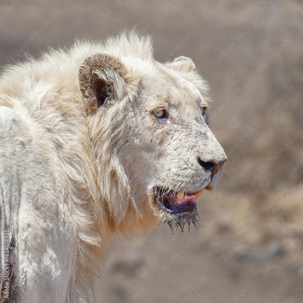 Obraz premium White Lion - Casper as as youth