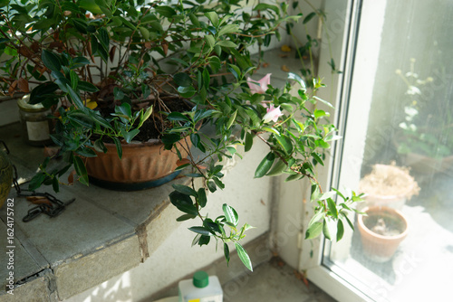 Sunroom Potted Plant