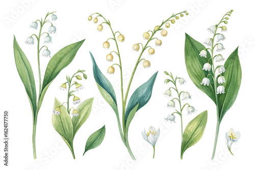 set of watercolor Lily Of The Valley Branch vector illustration isolated on white background
