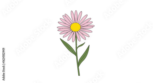 A delicate pink aster flower in bloom with green stems and leaves on a white background