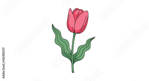 A solitary pink tulip with green leaves and stem stands on a white background a simple illustration of nature's beauty