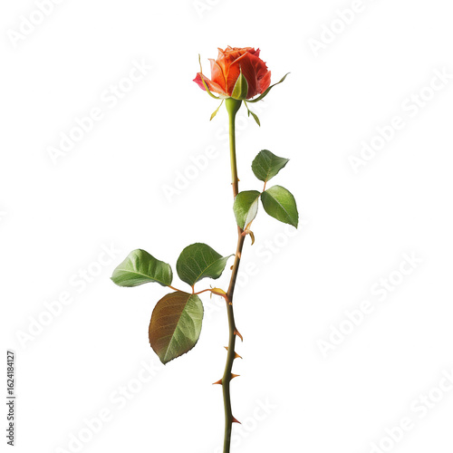 Single, vibrant orange-red rosebud on stem, detailed thorns