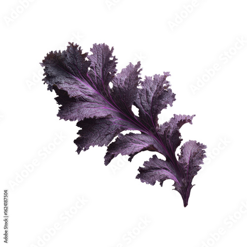 Single Purple Red Russian Kale Leaf Isolated on Black Background