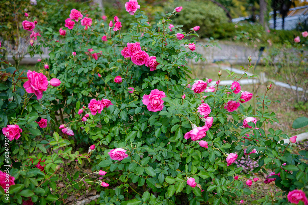 Fototapeta premium 満開のピンクの薔薇が咲き誇る庭園