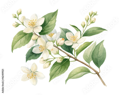 watercolor Jasmine Branch vector illustration isolated on white background