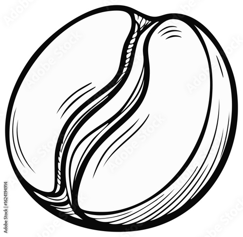 Ink drawing of coffee bean with detailed lines and curves