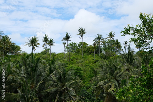 Wallpaper Mural Lush green jungle landscape with tall palm trees under a partly cloudy sky, typical of tropical environments in Bali.
 Torontodigital.ca