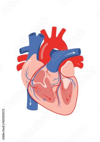 Anatomical diagram of a human heart showing blood circulation with red arteries and blue veins.
