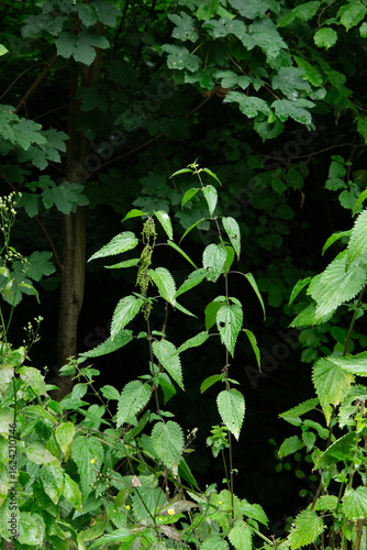Stinging Nettles in Forest