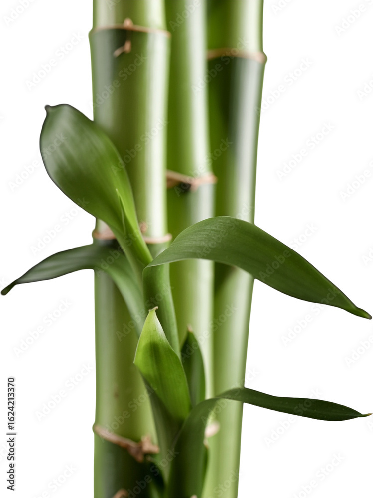 Obraz premium Realistic Bamboo Stems