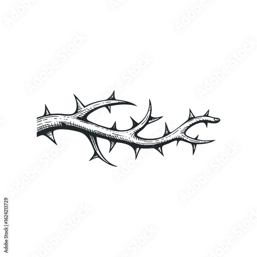 Engraving Style Image of Thorns Twisting Along a Branch on White